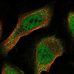 EID1 Antibody, Novus Biologicals 25 &mu;L; Unlabeled:Antibodies, Polyclonal